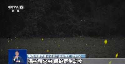 网传萤火虫濒临灭绝 是真的吗？