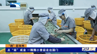 “荆”彩市州｜荆门钟祥：点“菇”成金 一颗颗小香菇走出国门