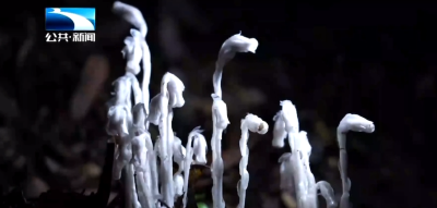 恩施宣恩首次发现近危珍稀植物水晶兰