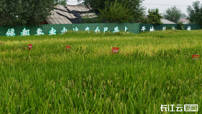 襄阳宜城：田间设擂台 良种“大比武”