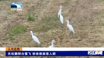 湖北汉川：农机翻耕白露飞 秋收画面惹人醉
