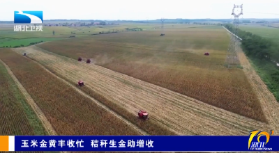 玉米金黄丰收忙 秸秆生金助增收