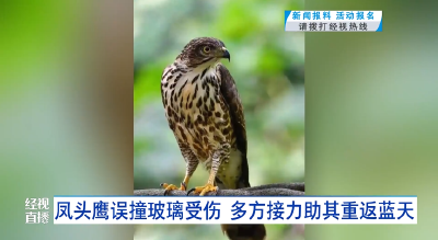 凤头鹰误撞玻璃受伤  多方接力助其重返蓝天