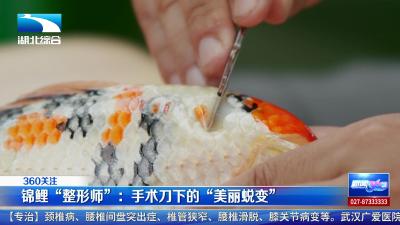 锦鲤“整形师”：手术刀下的“美丽蜕变”