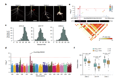 破解根肿病难题 湖北科研团队成果在《Nature Genetics》发表