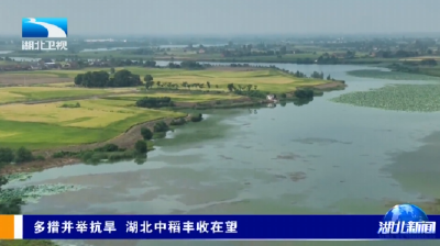 多措并举抗旱 湖北中稻丰收在望