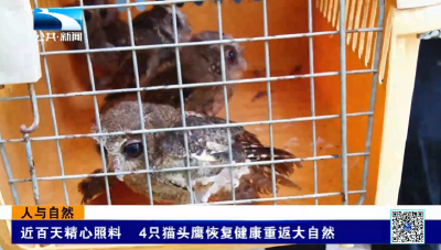 人与自然 | 近百天精心照料 4只猫头鹰恢复健康重返大自然