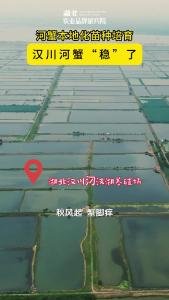河蟹本地化苗种培育，汉川河蟹“稳”了！