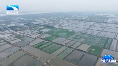 长江观察丨从“吃得饱”到“吃得好” 一条鱼的升级之路