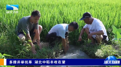 多措并举抗旱 湖北中稻丰收在望