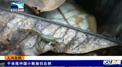 人与自然 | 千余尾中国小鲵放归自然