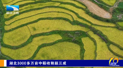 湖北3000多万亩中稻收割超三成