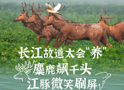 “视听长江”系列报道之二 | 湿地焕生机，绿色绘新篇