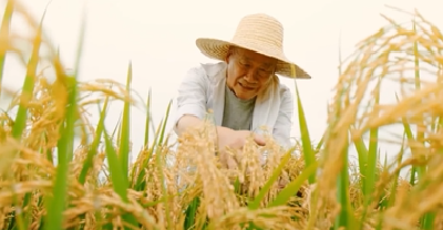 三餐四季 香“稻”你家｜一碗香喷喷的米饭是家的味道