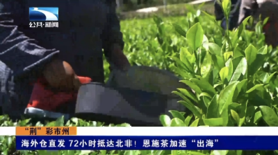 海外仓直发 72小时抵达北非！恩施茶加速“出海”