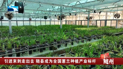 引进来到走出去 随州市随县成为全国蕙兰种植产业标杆