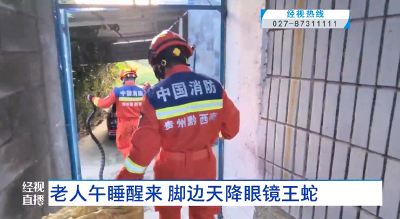 老人午睡醒来 脚边天降眼镜王蛇