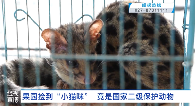 果园捡到“小猫咪”   竟是国家二级保护动物