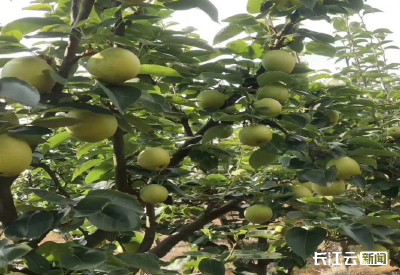 大学生与村播联手 广水翠冠梨“甜蜜出山”