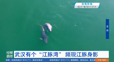 武汉有个“江豚湾”  频现江豚身影