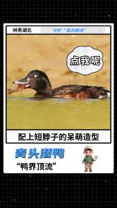 守护“蓝天精灵”：“鸭界顶流”——青头潜鸭！