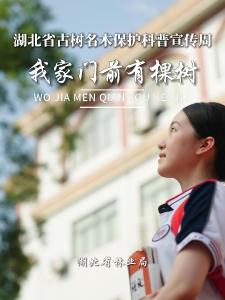 江城武汉——我家门前有棵树