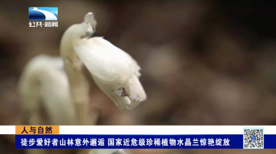 人与自然｜徒步爱好者山林意外邂逅国家近危级珍稀植物水晶兰惊艳绽放