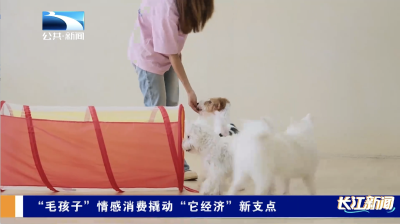 “毛孩子”情感消费撬动“它经济”新支点
