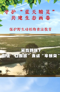 守护“蓝天精灵”：爱吃野味？别让“口腹欲”变成“牢狱灾”（二）