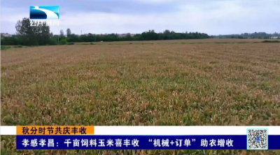 孝感孝昌：千亩饲料玉米喜丰收 “机械+订单”助农增收