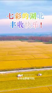七彩的湖北丰收啦！哪款是你的“only you”？