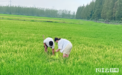  夯实大国粮仓的“营养”基石——解码磷复肥行业龙头新洋丰的硬核服务之道
