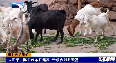 新时代的我们 | 朱正举：辞工养羊扛起家 带领乡邻共致富