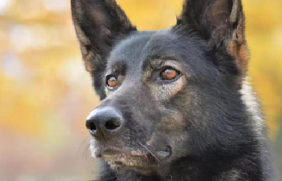 “黑狼”被选定为中国警犬LOGO形象犬（内附图）