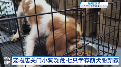 宠物店关门小狗濒危  七只幸存萌犬盼新家