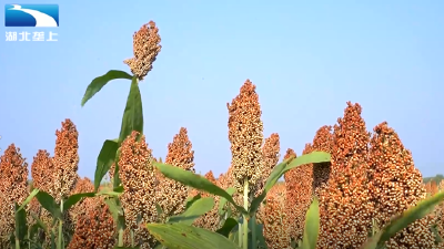 湖北黄冈：红高粱接棒油菜花 秋日画卷别样红
