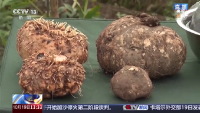 果冻里的“蒟蒻”，到底是什么？