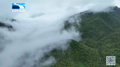 人与自然丨秦岭冷杉种子采收季开启 人工繁育护航“植物活化石”