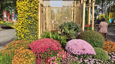 现实版“莫奈花园”来了！武汉金秋最大花展明日开幕