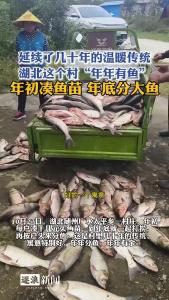 年初凑鱼苗，年底分大鱼！湖北这个村“年年有鱼”