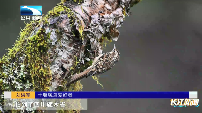 秋日神农架成“观鸟天堂”！全国56支队伍“以鸟会友” 记录278种鸟鸣声 