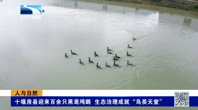 人与自然｜十堰房县迎来百余只黑鸢鸬鹚 生态治理成就“鸟类天堂”