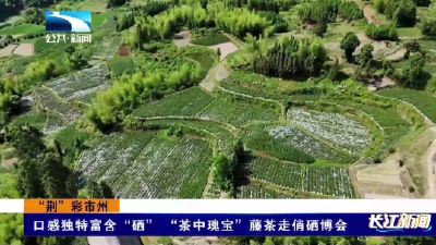 口感独特富含“硒” “茶中瑰宝”藤茶走俏硒博会