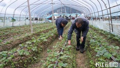 襄阳宜城：科技赋能草莓产业 “甜蜜”经济助农增收
