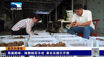 恩施鹤峰：猕猴桃喜丰收 果农采摘乐开颜