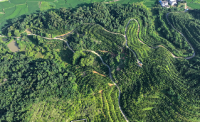 油茶满山坡，致富谱新篇——通城油茶产业振兴全景纪实