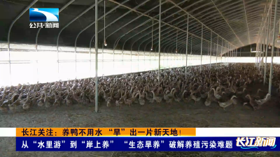 长江关注：养鸭不用水 “旱”出一片新天地！