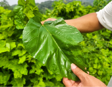 啥样的“绿色大餐”，让这群阳新屯鸟成了“最会吃的仔”？