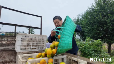 抢收300吨！宜昌柑橘在风雨中开辟“供销荆选”通道
