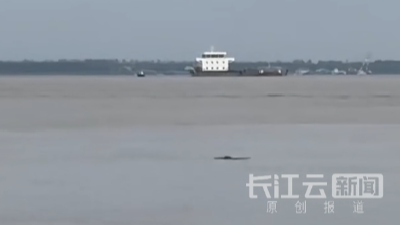 长江武汉段再现江豚“双柳种群” 新洲江畔成最佳观测点